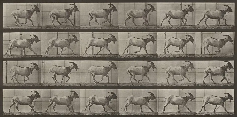 Plate Number 679. Goat; galloping by Eadweard Muybridge