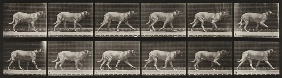 Plate Number 706. Dog; trotting; mastiff, Smith by Eadweard Muybridge
