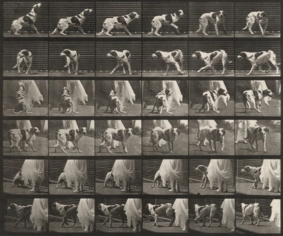 Plate Number 713. Dog; turning around, etc.; setter, Kate by Eadweard Muybridge