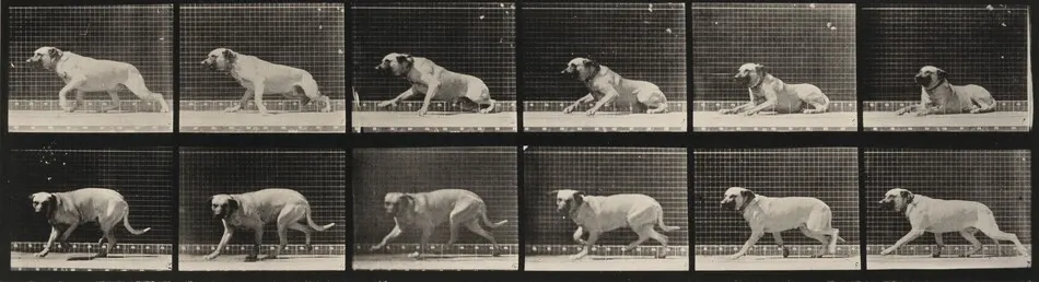 Plate Number 714. Dog; aroused by a torpedo; mastiff, Smith by Eadweard Muybridge