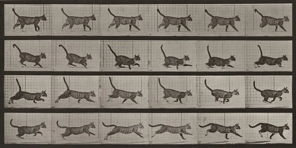 Plate Number 716. Cat; walking; change to galloping by Eadweard Muybridge