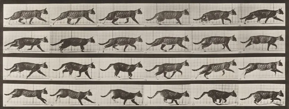 Plate Number 718. Cat; trotting; change to galloping by Eadweard Muybridge