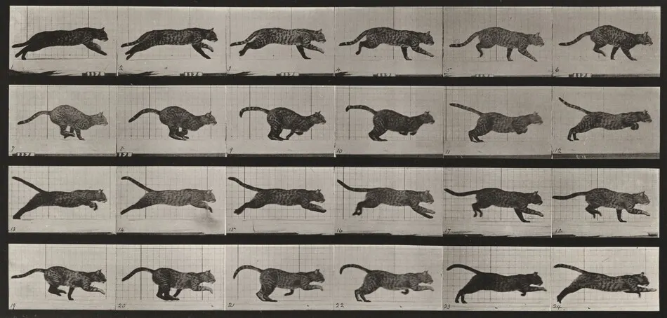 Plate Number 720. Cat; galloping by Eadweard Muybridge