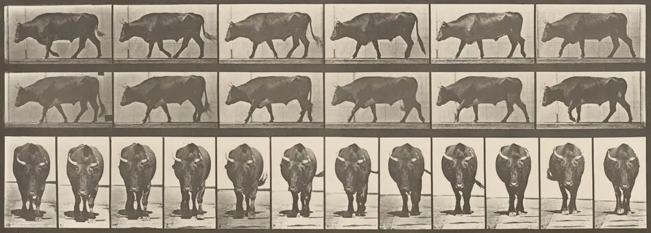 Plate Number 670. Ox; walking by Eadweard Muybridge