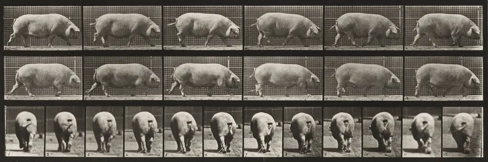 Plate Number 674. Sow; walking by Eadweard Muybridge