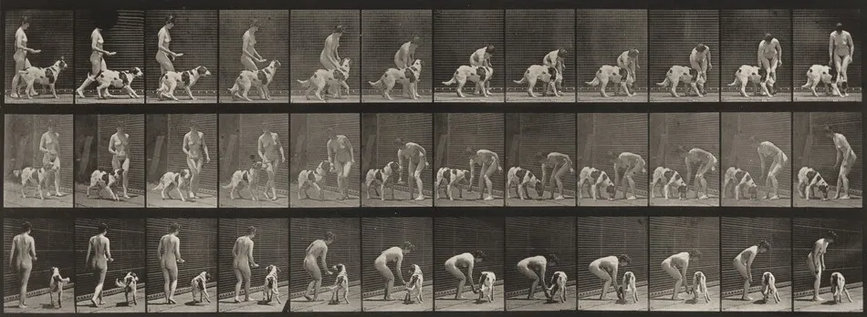 Plate Number 449. Feeding a dog by Eadweard Muybridge