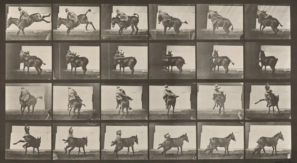 Plate Number 661. Mule; A, B, a refractory animal, Ruth by Eadweard Muybridge