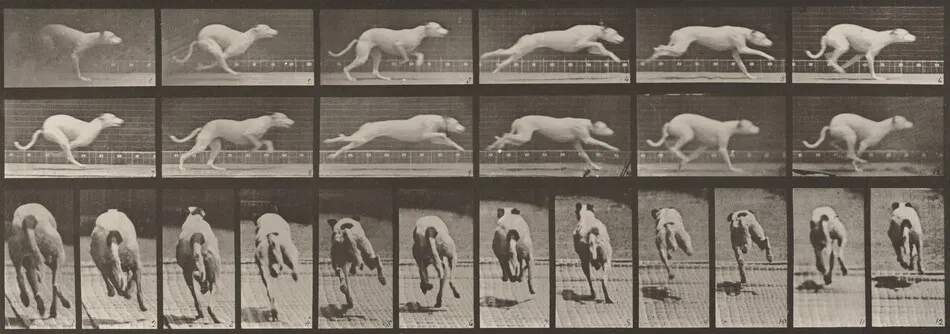 Plate Number 710. Dog; galloping; white racing hound, Maggie by Eadweard Muybridge