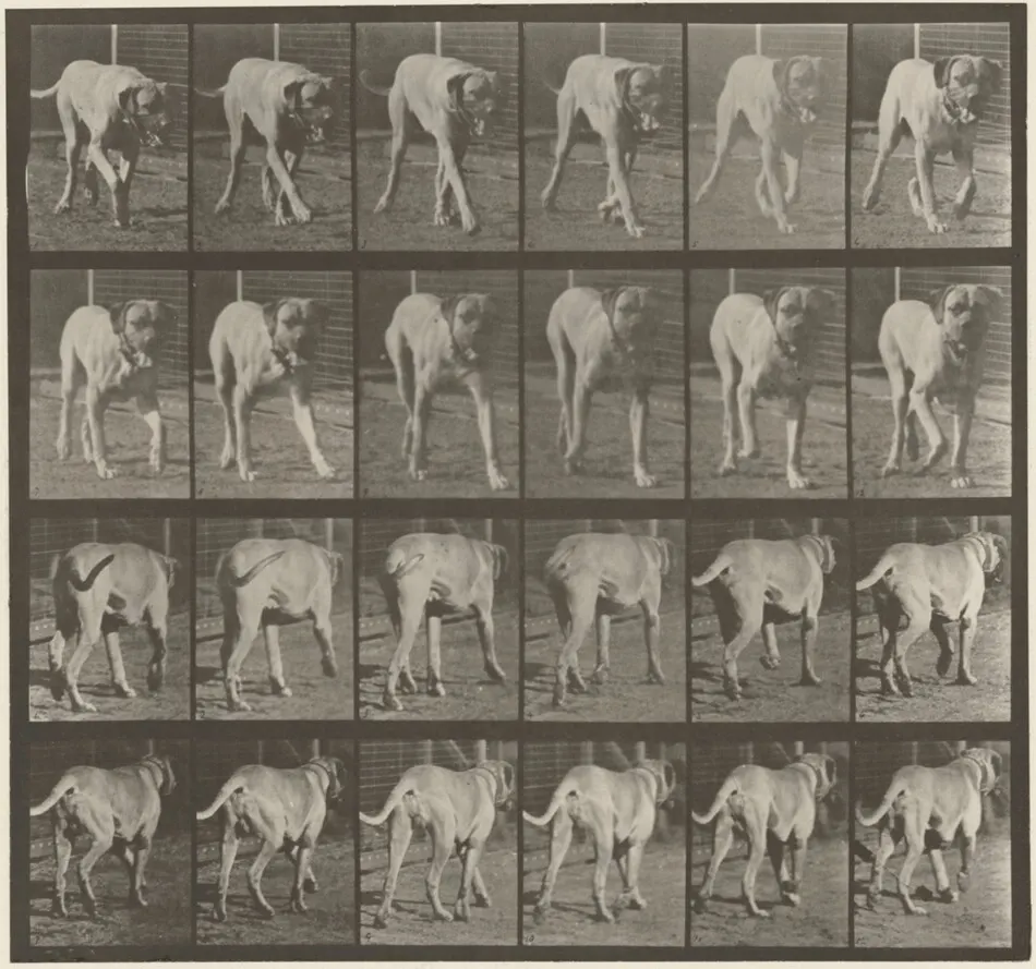 Plate Number 705. Dog; trotting; mastiff, Dread by Eadweard Muybridge
