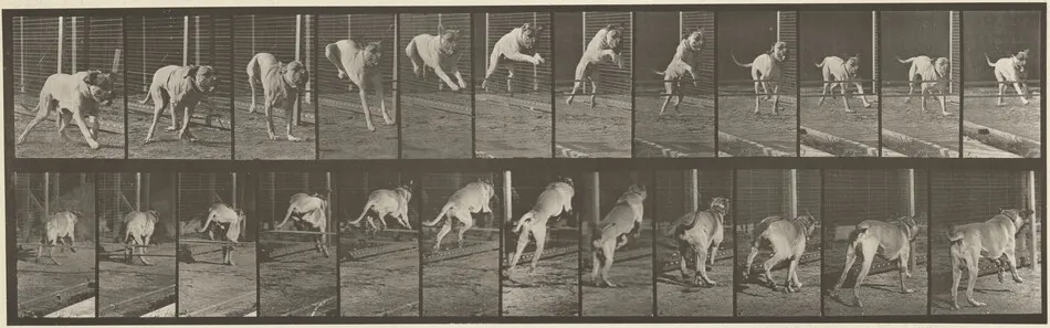 Plate Number 712. Dog; jumping hurdle; mastiff, Dread by Eadweard Muybridge