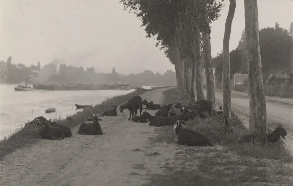 Goats outside Paris by Alfred Stieglitz