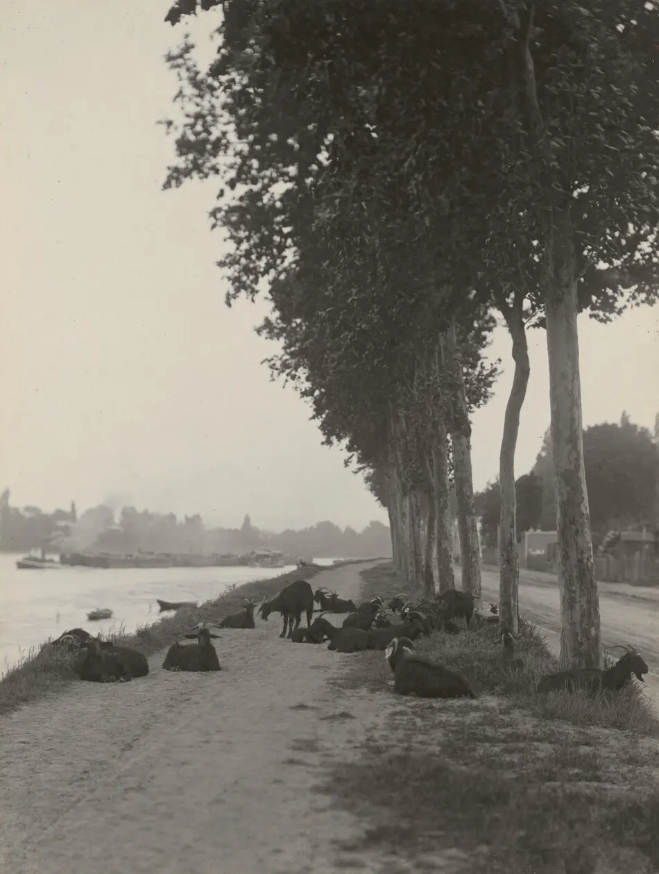 Goats outside Paris by Alfred Stieglitz