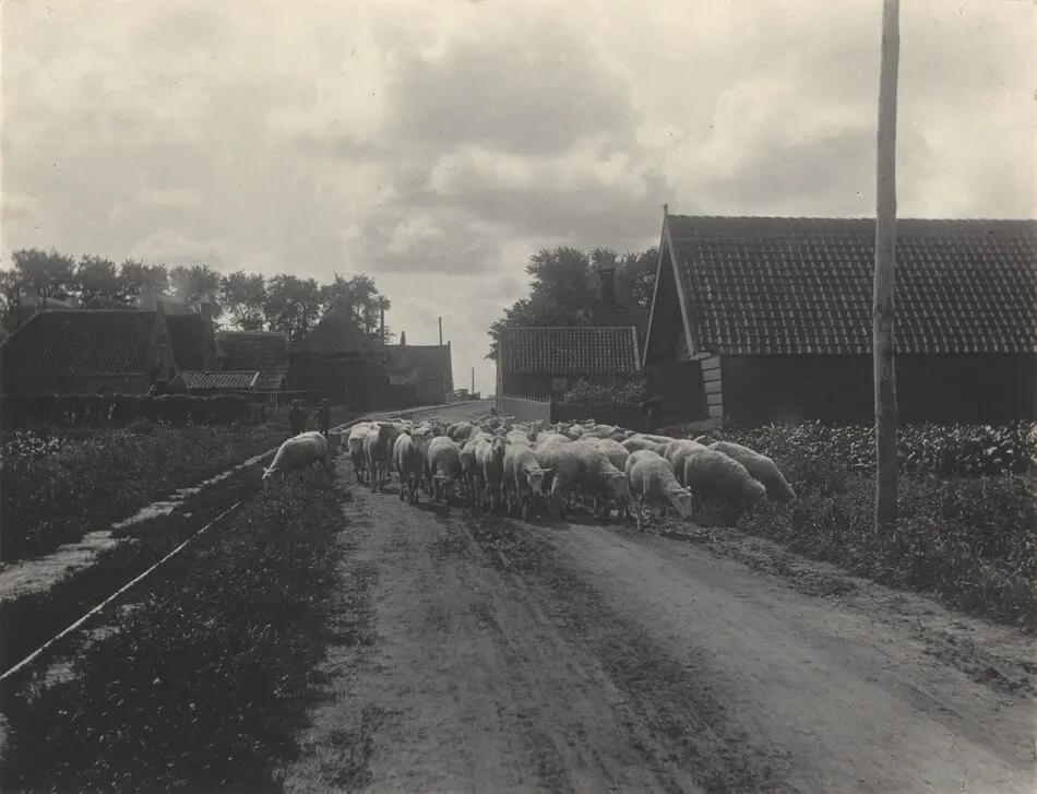 Going to Pasture by Alfred Stieglitz