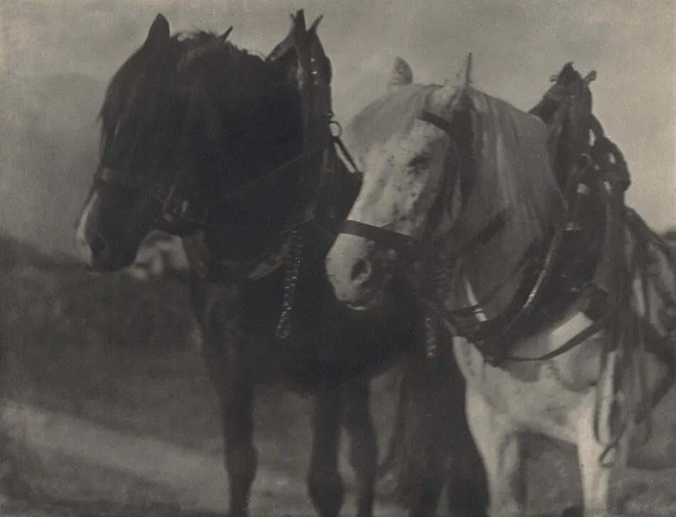 Horses—Tirol by Alfred Stieglitz