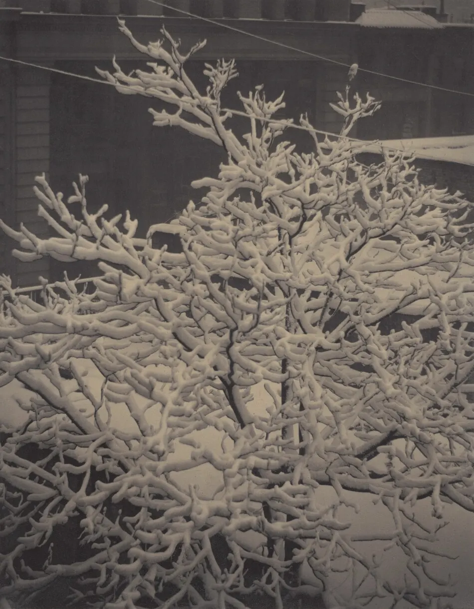 From the Back-Window—291—Snow-Covered Tree, Back-Yard by Alfred Stieglitz