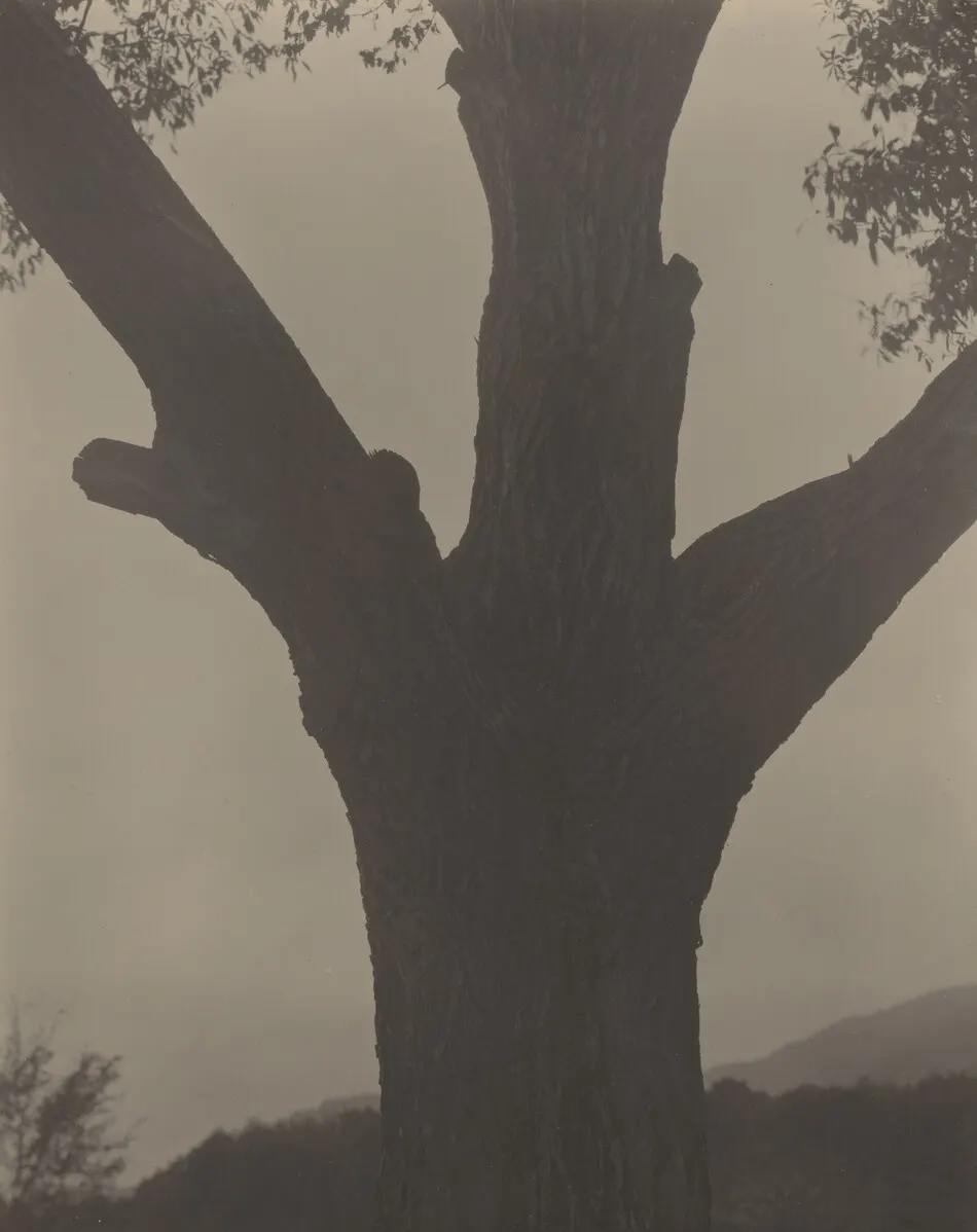 The Dying Chestnut by Alfred Stieglitz