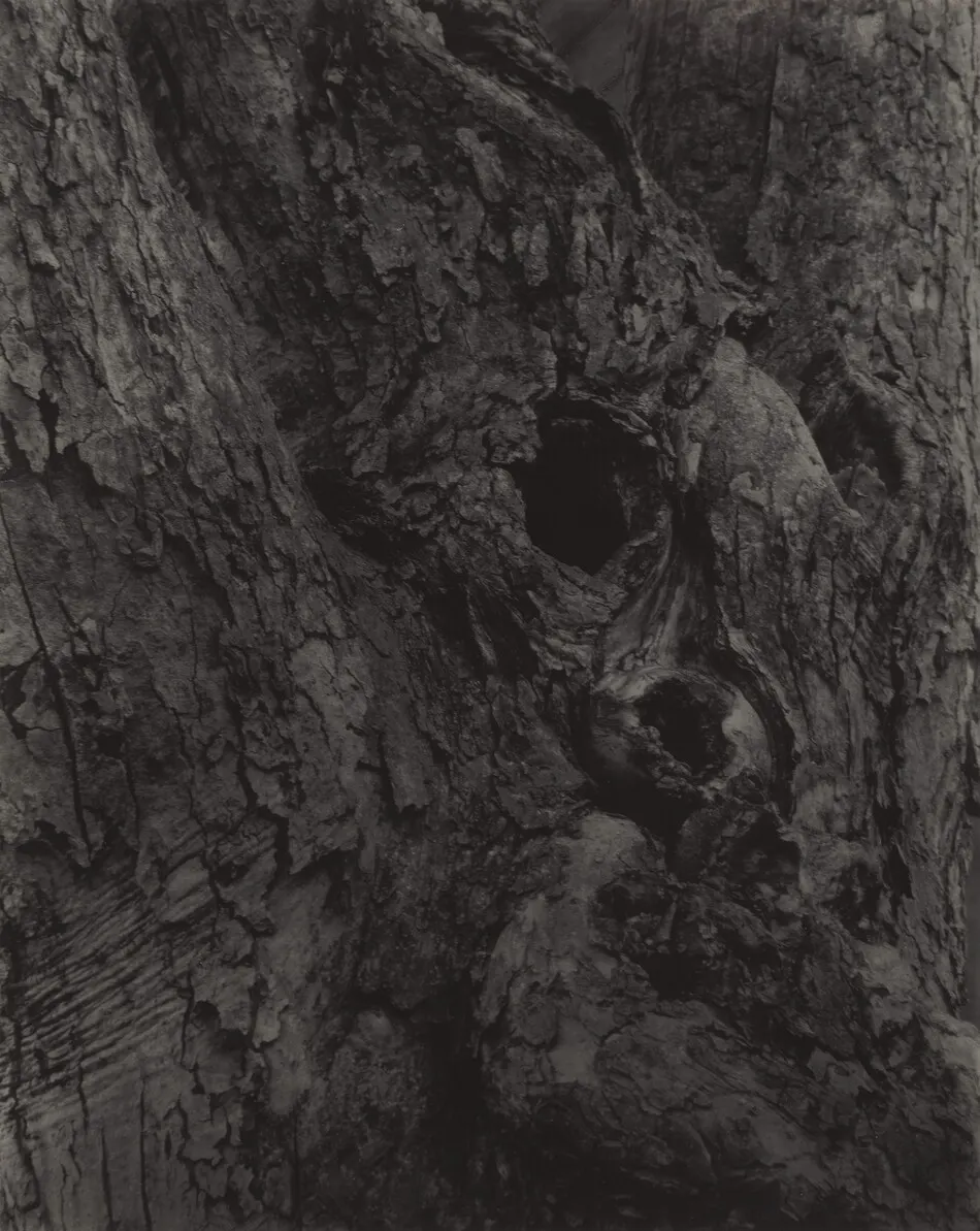 The Old Maple by Alfred Stieglitz