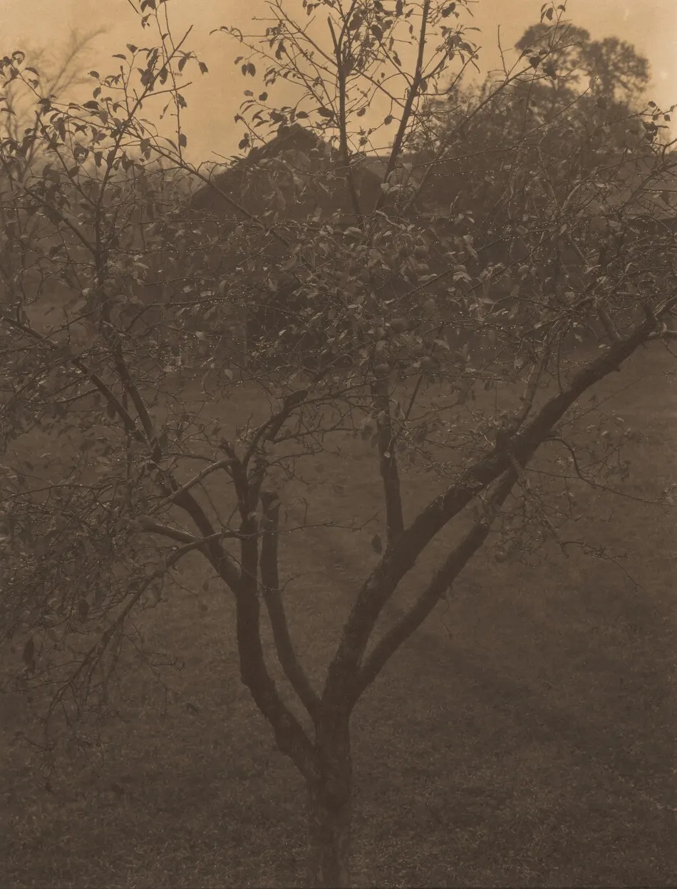 Plum Tree, Lake George or Rain Drops, Apple Tree by Alfred Stieglitz