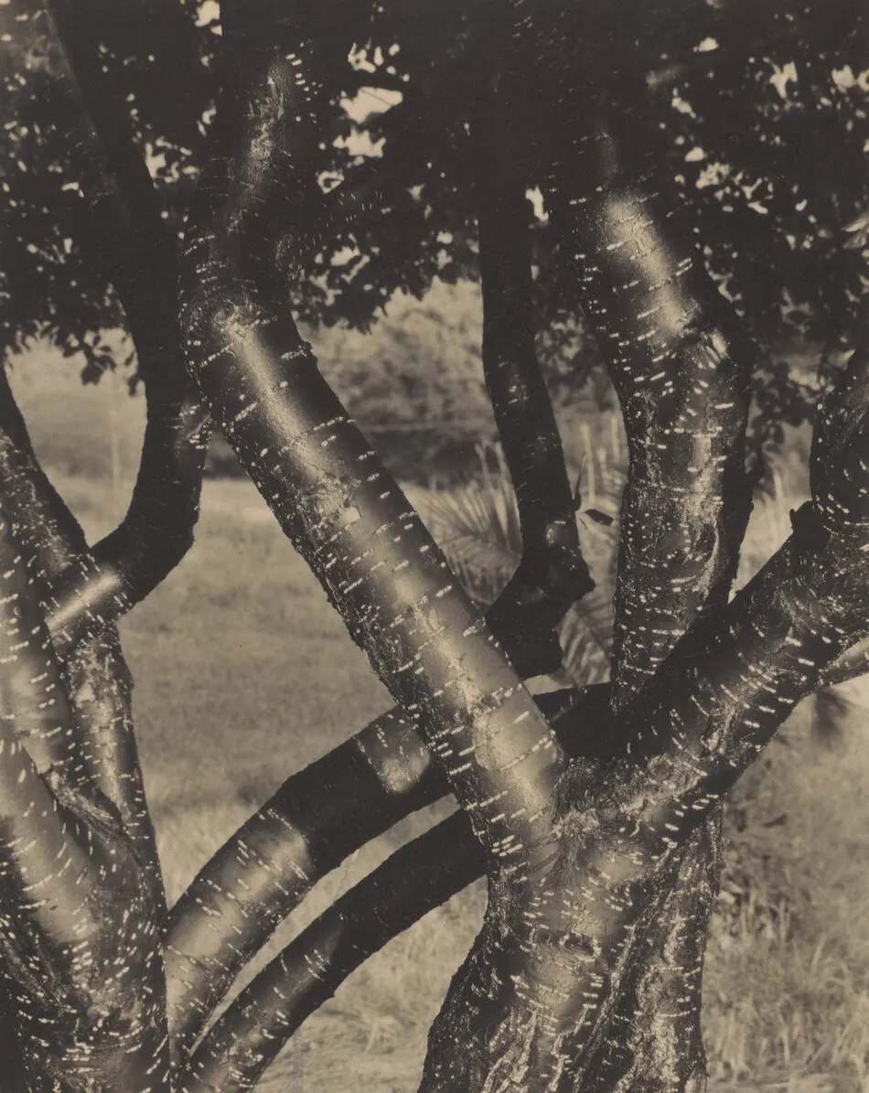 The Dancing Trees by Alfred Stieglitz
