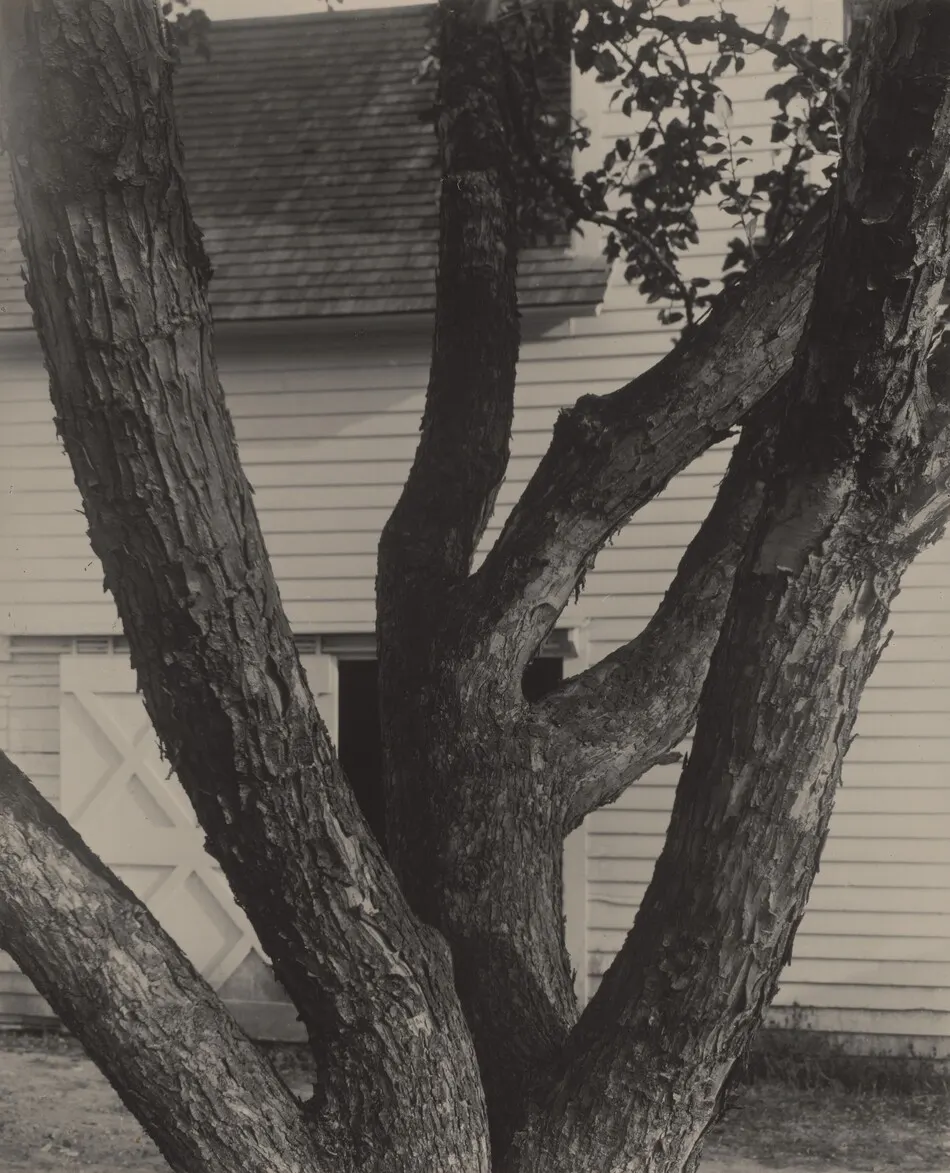 Apple Tree by Alfred Stieglitz