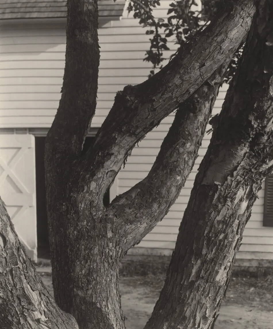 Apple Tree by Alfred Stieglitz
