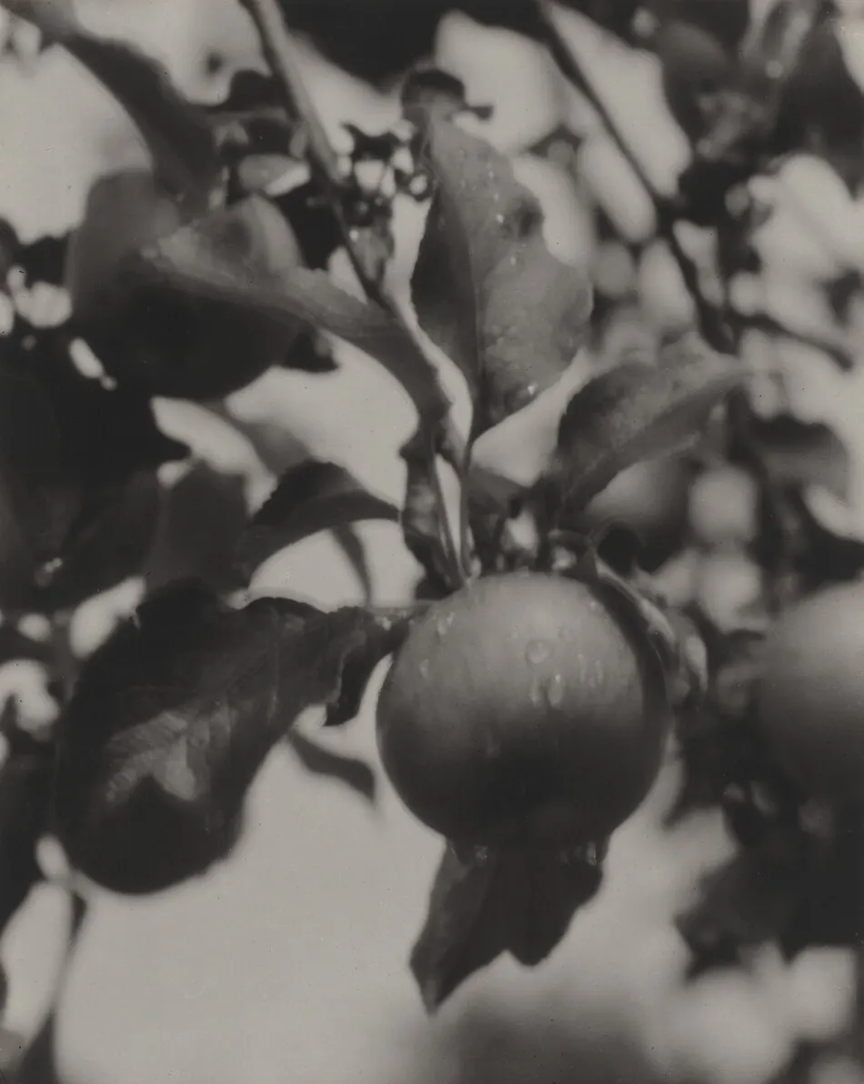 After the Rain by Alfred Stieglitz