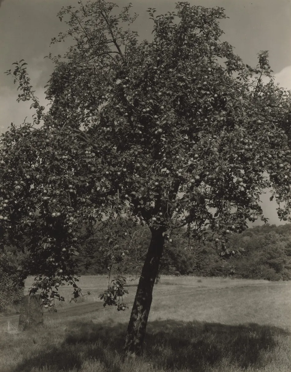 Apple Tree by Alfred Stieglitz