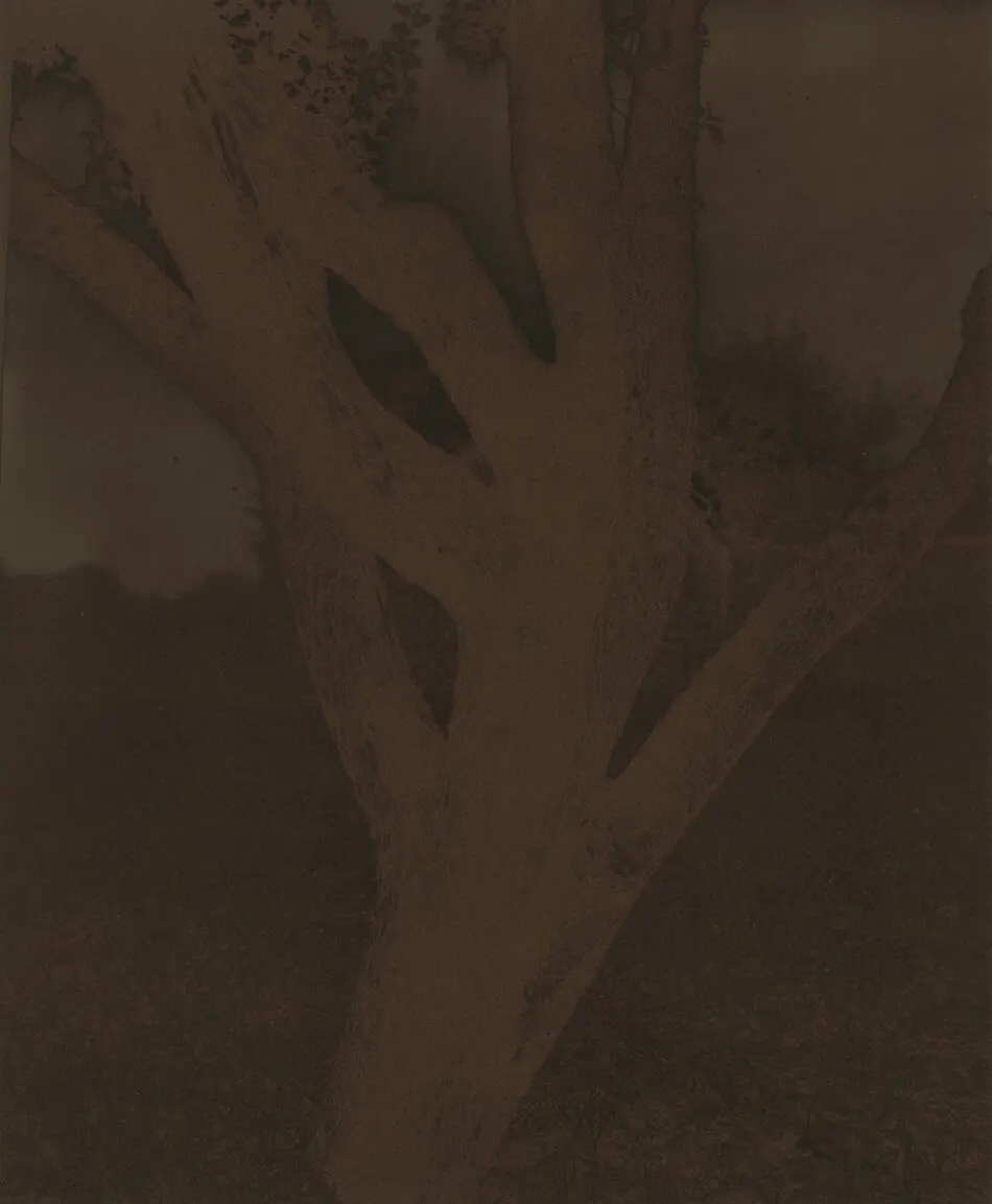 Apple Tree by Alfred Stieglitz