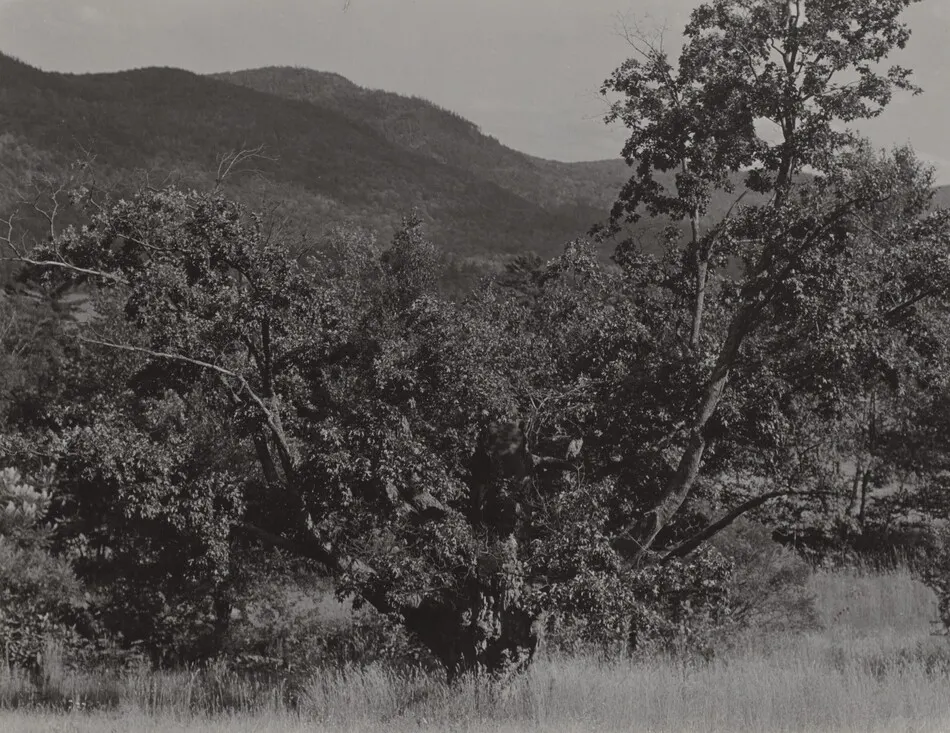 The Maple Tree by Alfred Stieglitz