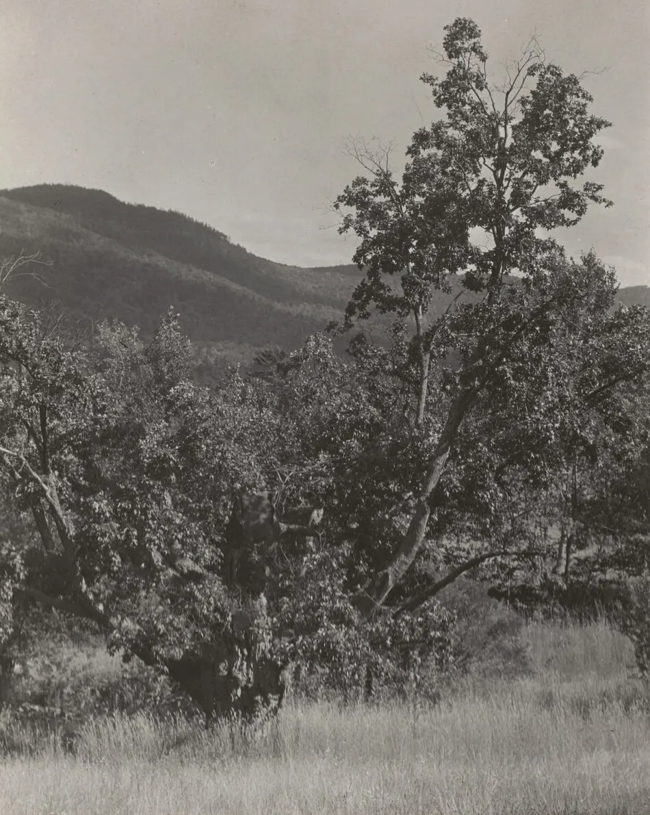 The Maple Tree by Alfred Stieglitz