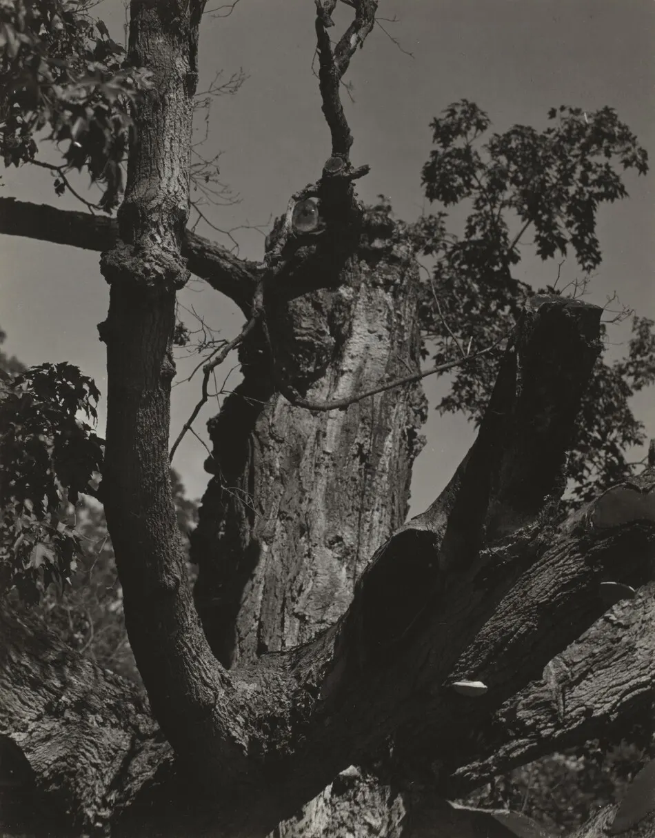 The Old Maple—Lake George by Alfred Stieglitz