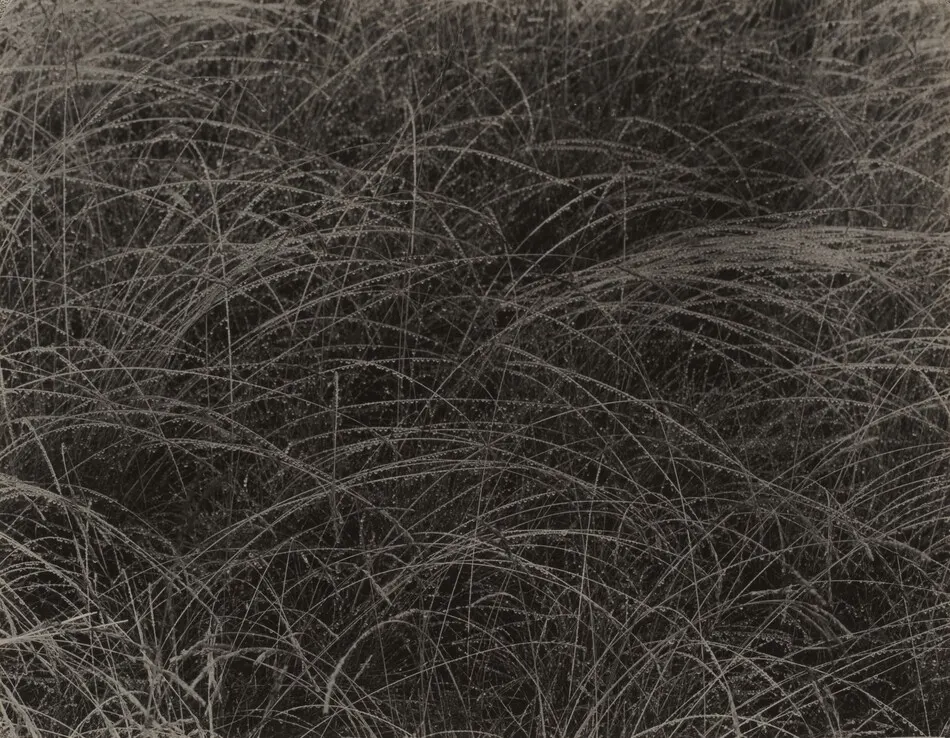 Rain Drops by Alfred Stieglitz