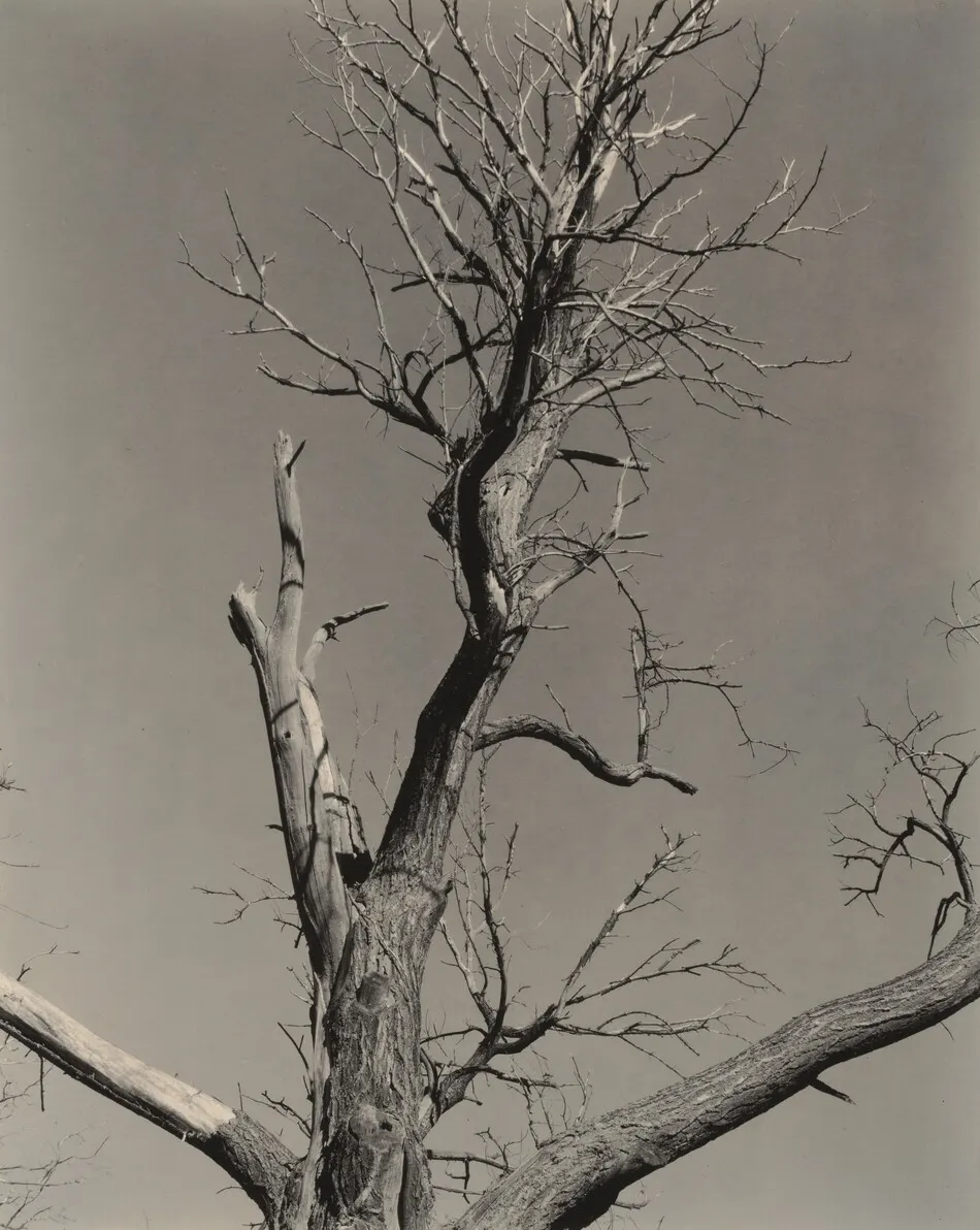 The Dying Chestnut Tree by Alfred Stieglitz