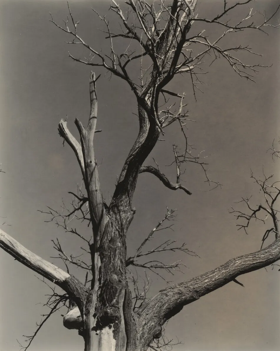 The Dying Chestnut Tree by Alfred Stieglitz