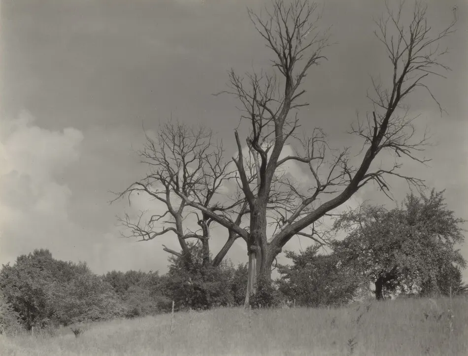 The Dying Chestnut Tree by Alfred Stieglitz
