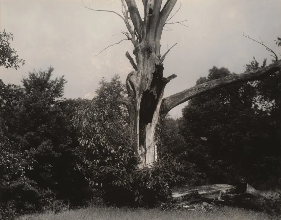 Dead Chestnut Tree by Alfred Stieglitz