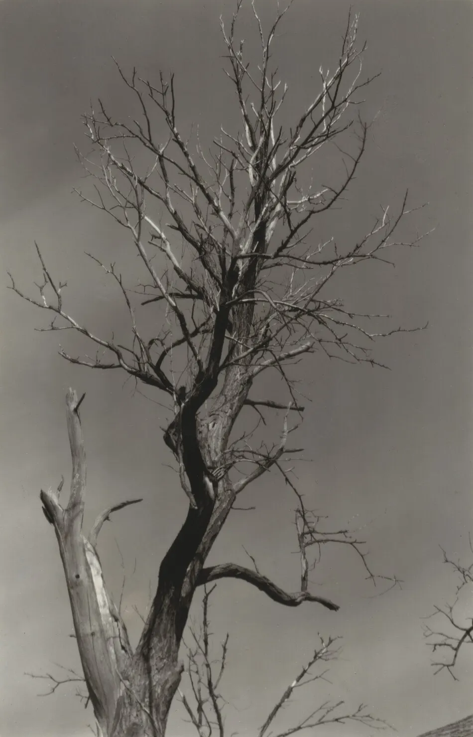 The Dying Chestnut Tree or Life and Death by Alfred Stieglitz