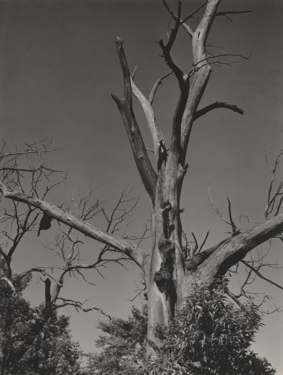 Dead Chestnut Tree by Alfred Stieglitz