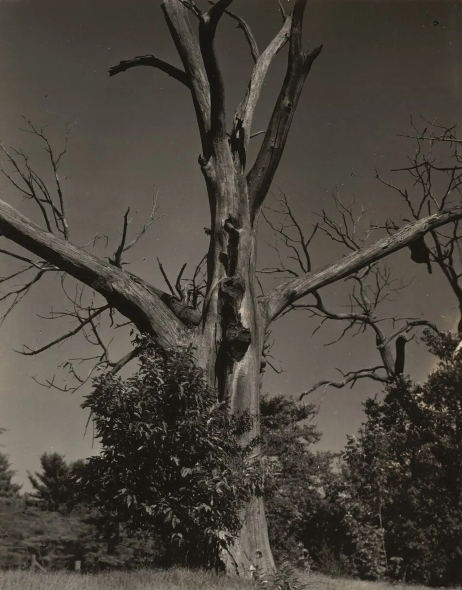 Dead Chestnut Tree by Alfred Stieglitz