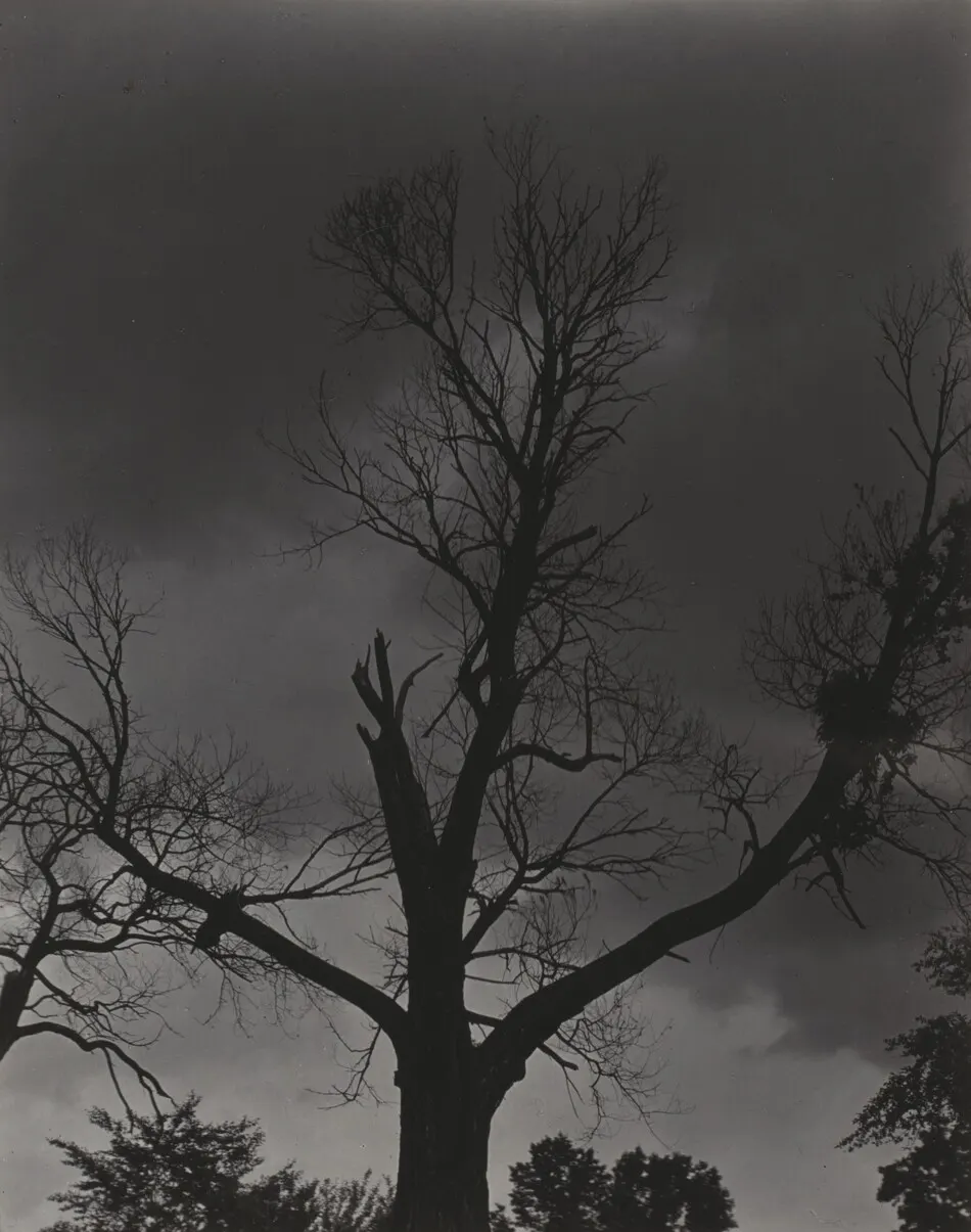 Tree Set 4 by Alfred Stieglitz