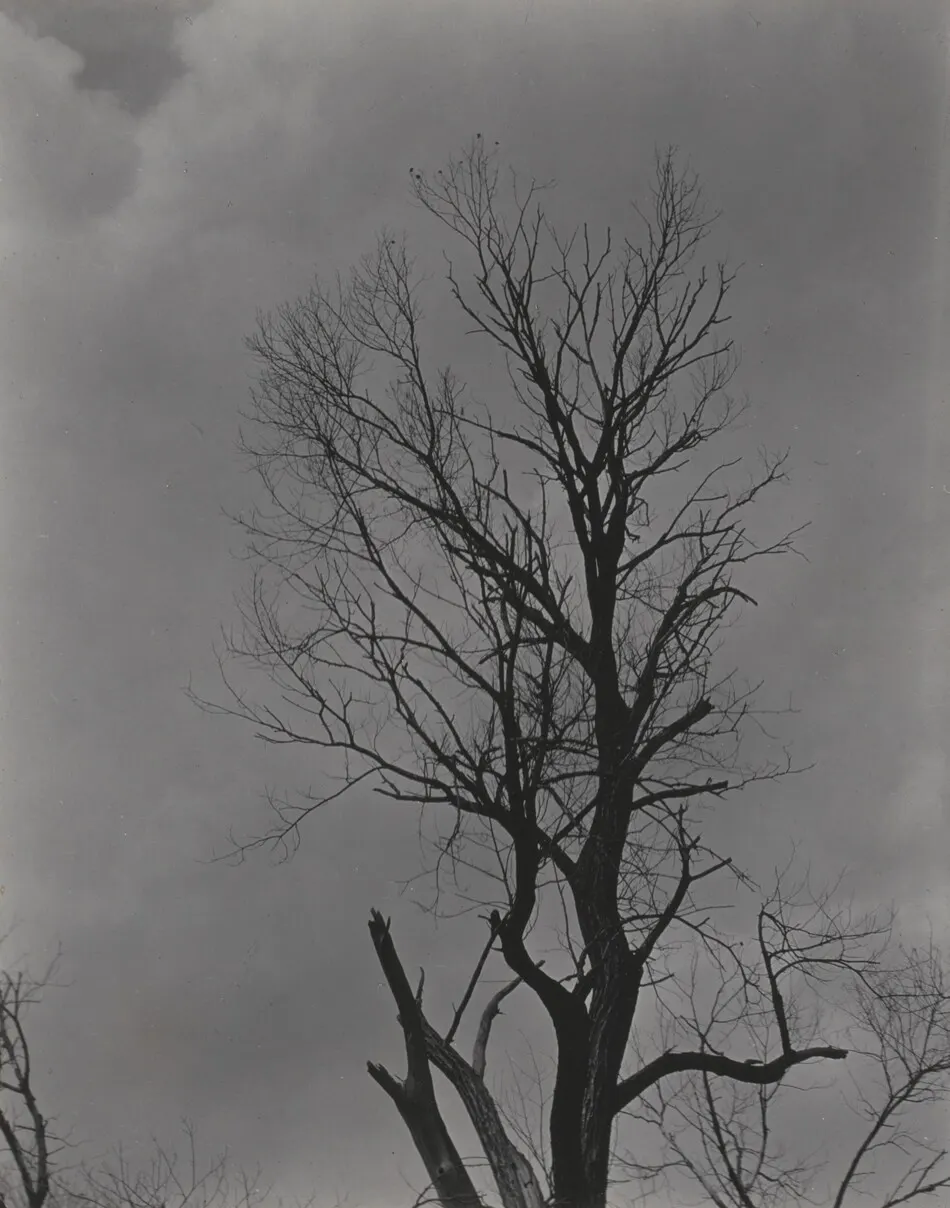 Tree Set 2 by Alfred Stieglitz