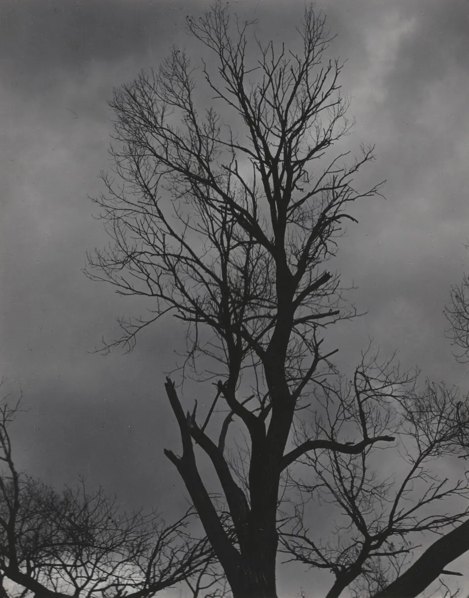Tree Set 5 by Alfred Stieglitz
