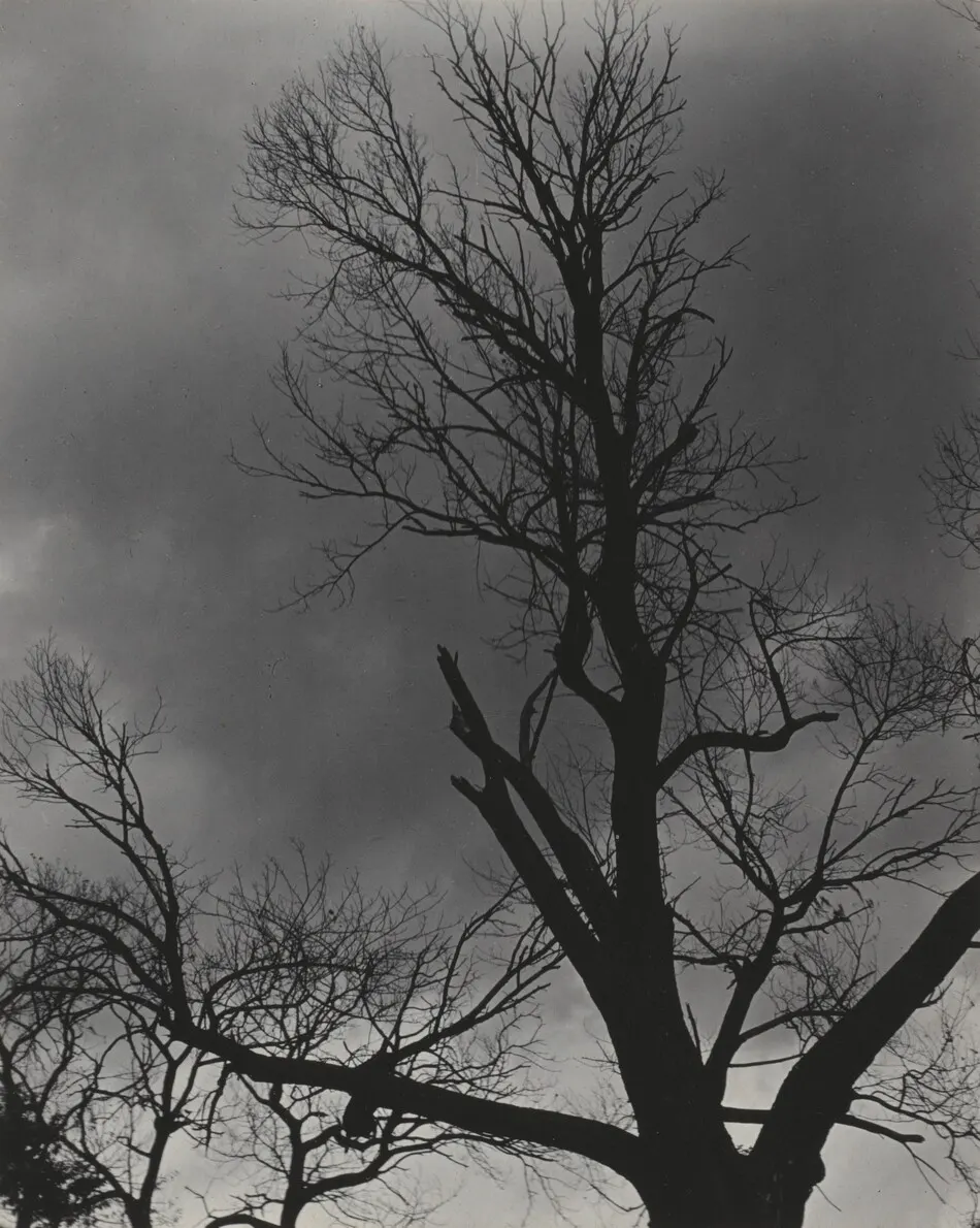 Tree Set 1 by Alfred Stieglitz