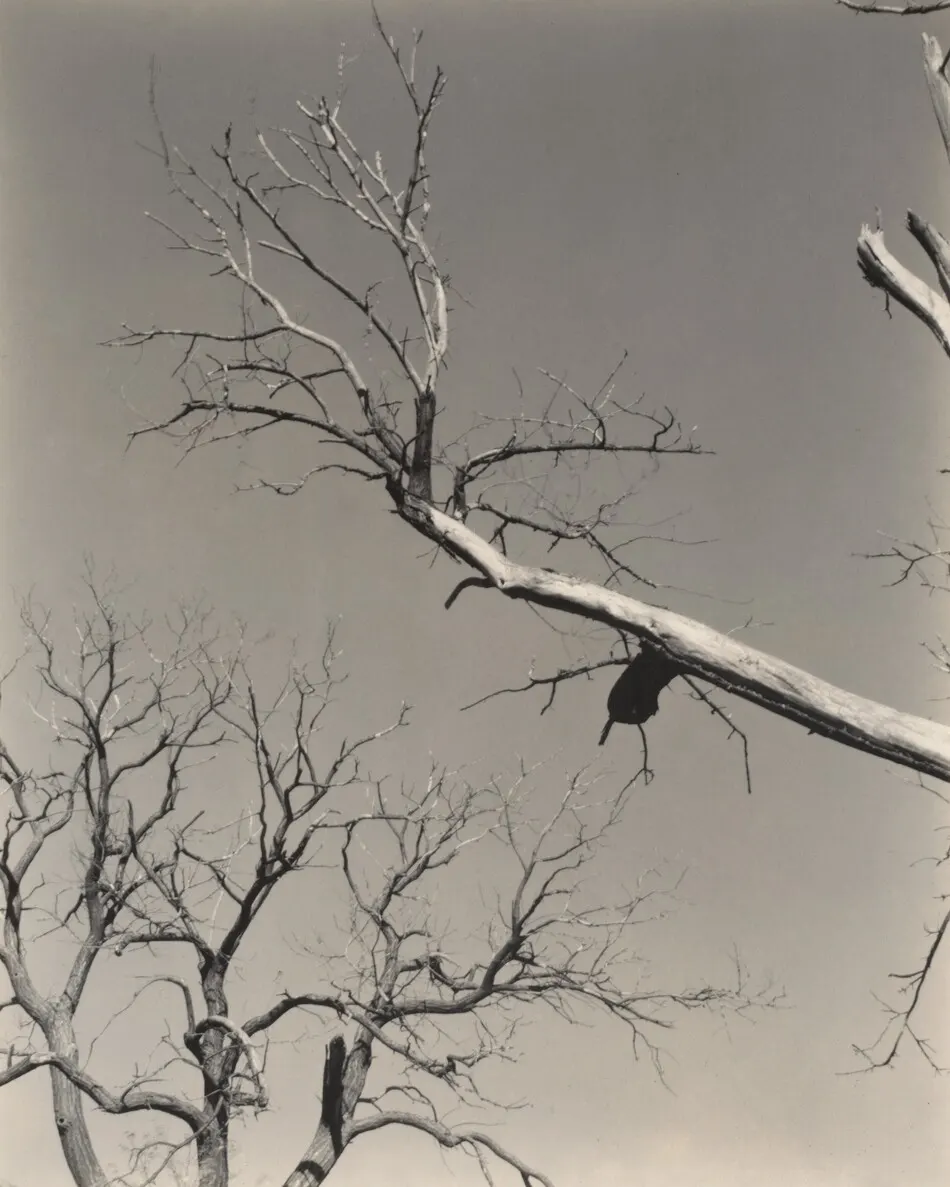 The Dying Chestnut Tree—My Teacher by Alfred Stieglitz