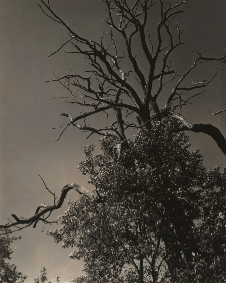 Dead Chestnut Tree by Alfred Stieglitz
