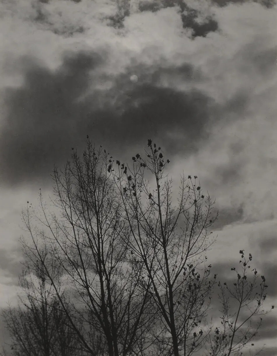 Trees by Alfred Stieglitz
