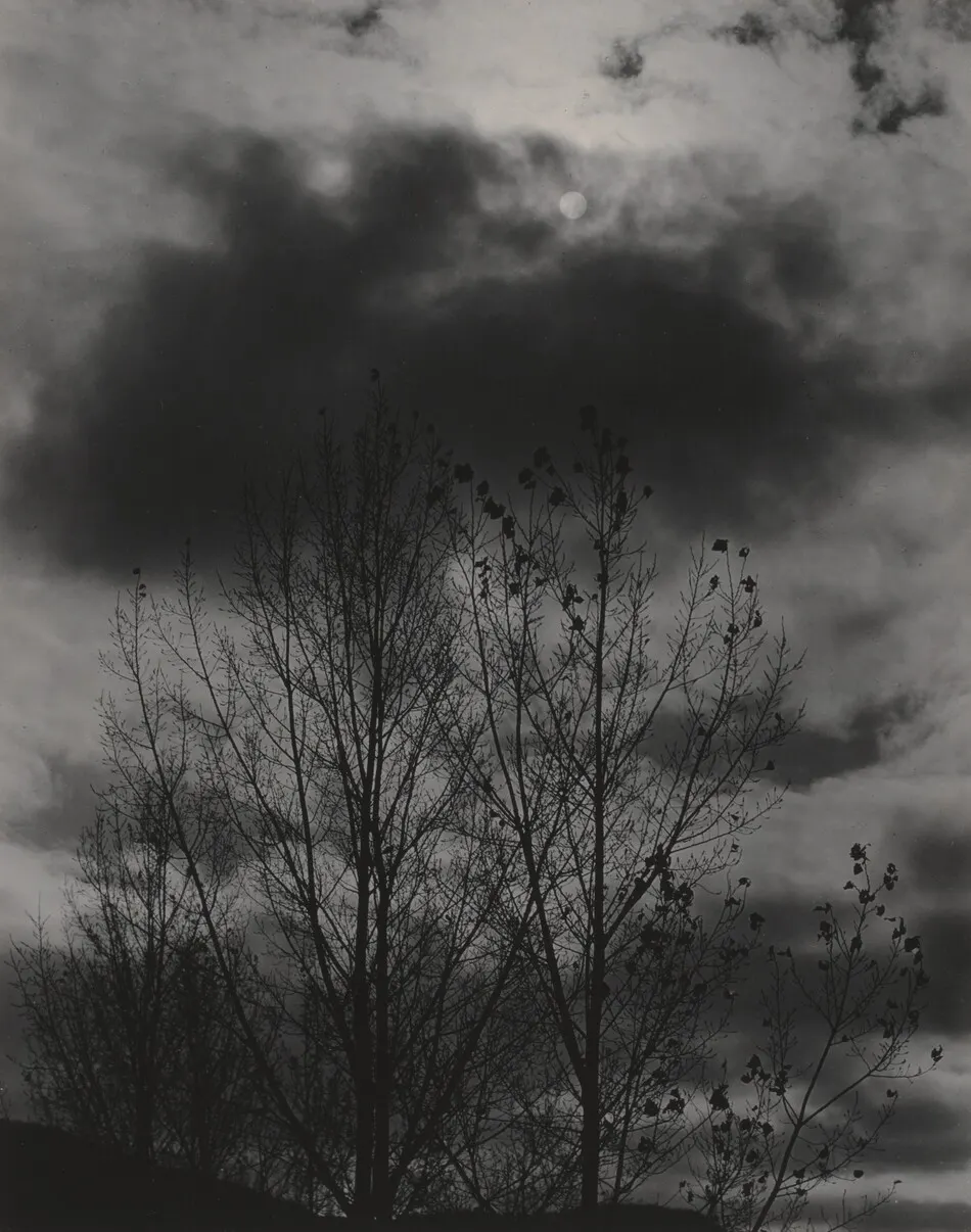 Trees by Alfred Stieglitz