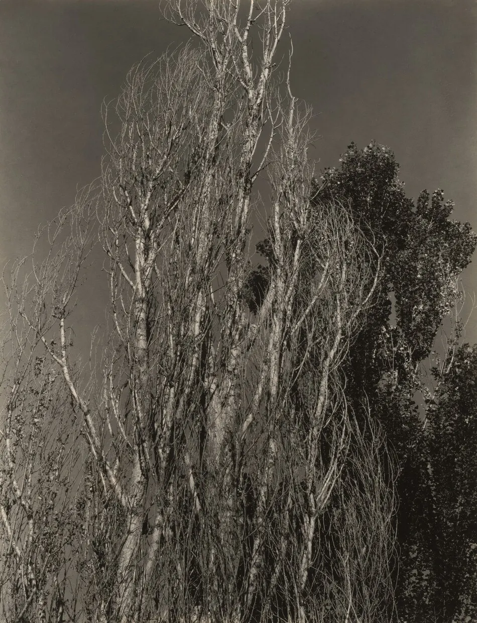 Poplars—Lake George by Alfred Stieglitz