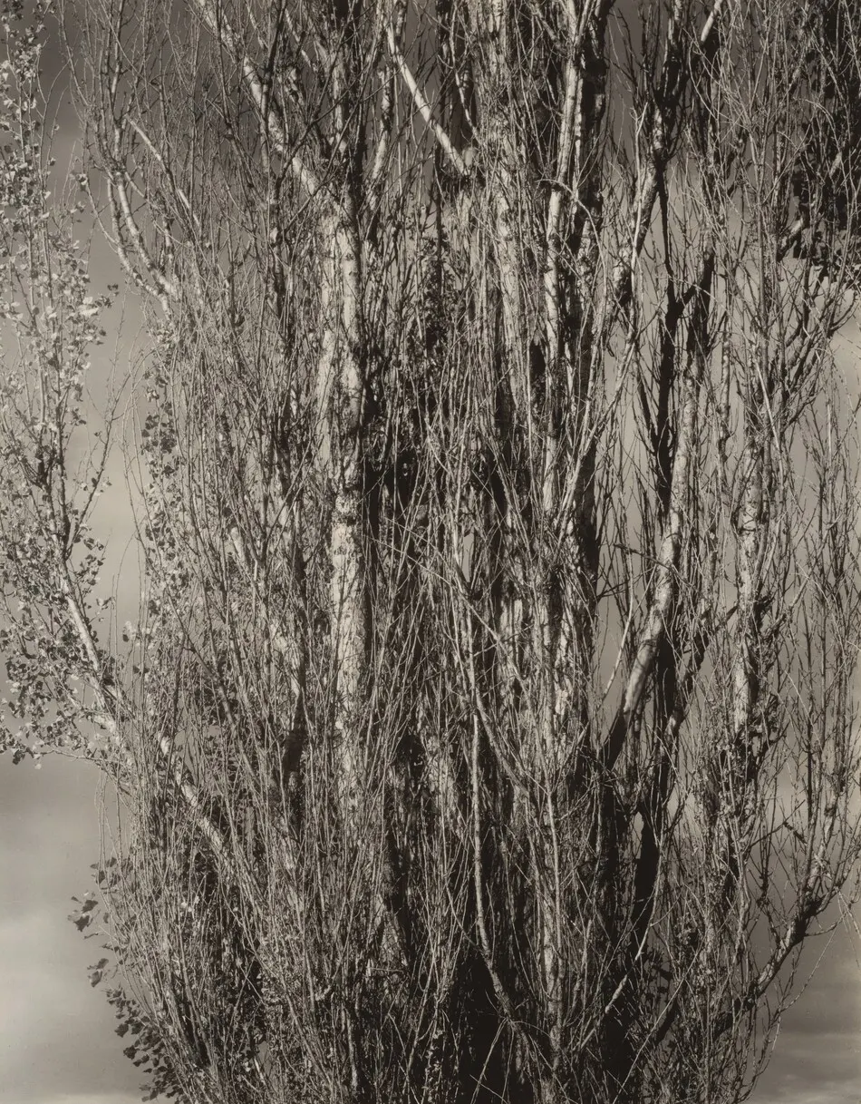 Dying Poplar and Live Branch—Lake George by Alfred Stieglitz