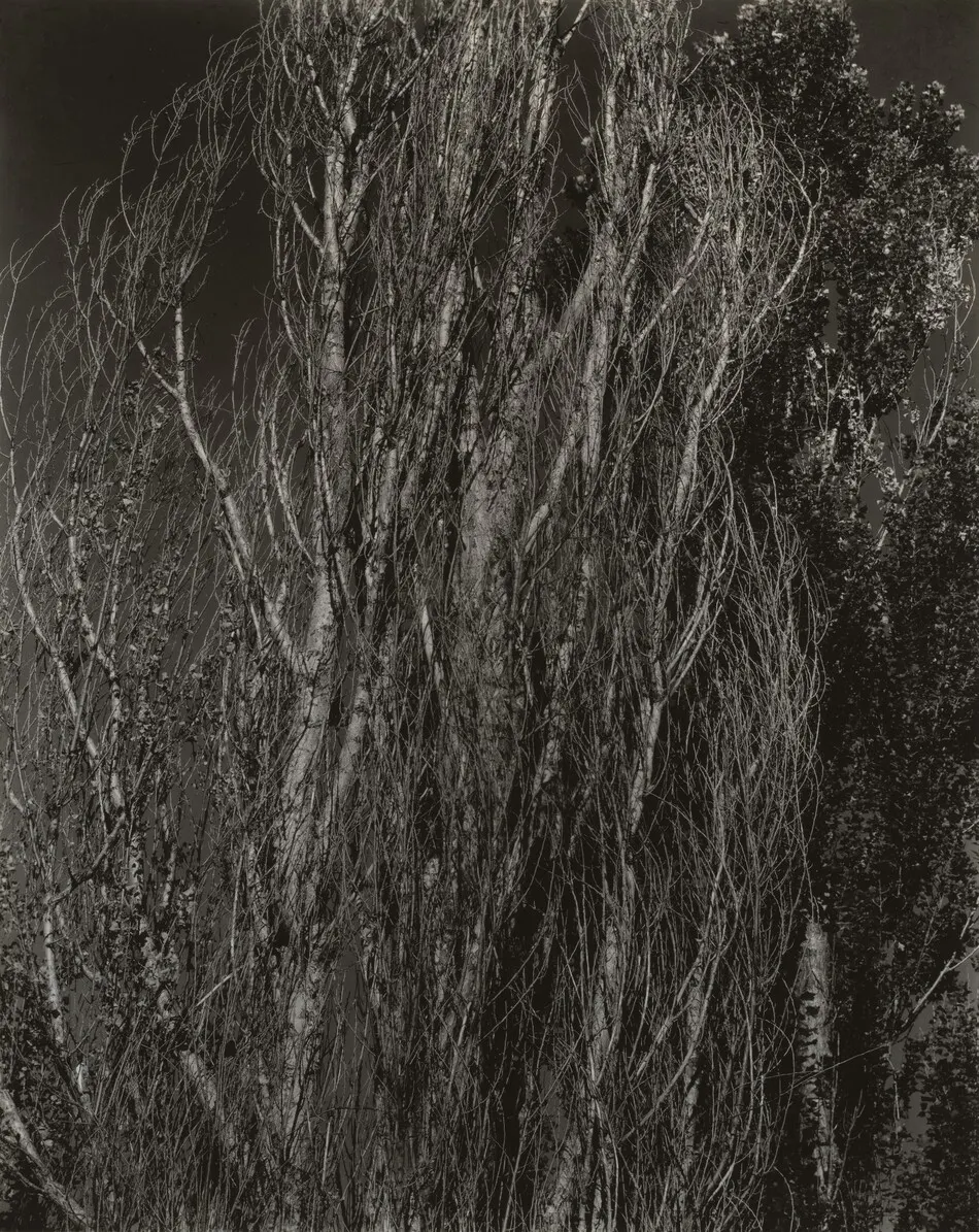 Poplars—Lake George by Alfred Stieglitz